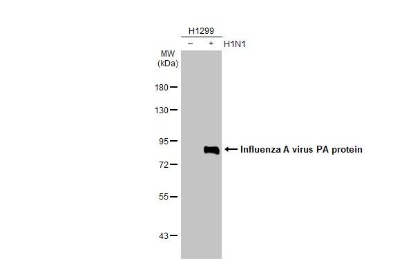 Influenza A PA (A/WSN/1933) Antibody in Western Blot (WB)