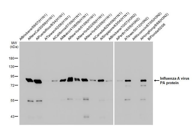 Influenza A PA (A/WSN/1933) Antibody in Western Blot (WB)