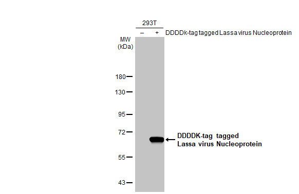 Lassa Virus Nucleoprotein Antibody in Western Blot (WB)