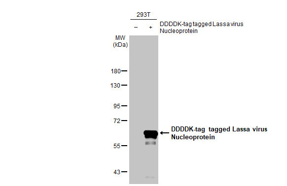 Lassa Virus Nucleoprotein Antibody in Western Blot (WB)