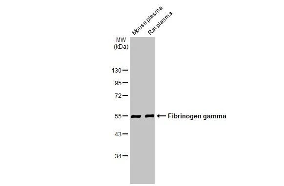 Fibrinogen gamma Antibody in Western Blot (WB)