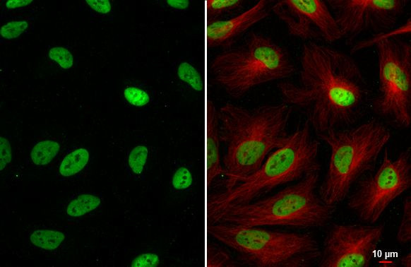 SP1 Antibody in Immunocytochemistry (ICC/IF)