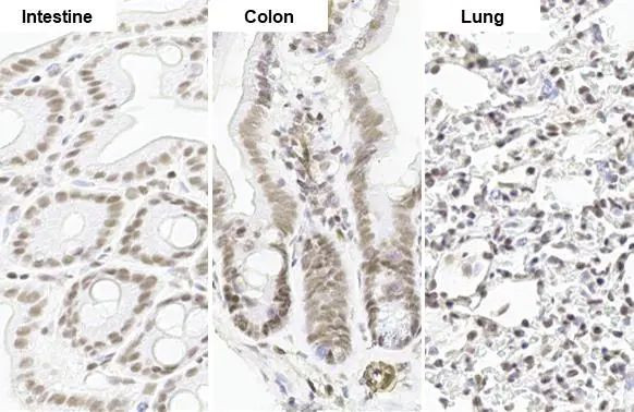 SP1 Antibody in Immunohistochemistry (Paraffin) (IHC (P))