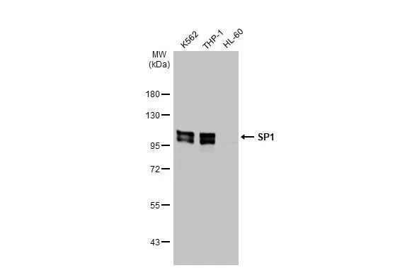 SP1 Antibody in Western Blot (WB)