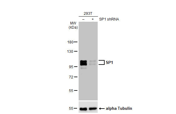 SP1 Antibody in Western Blot (WB)