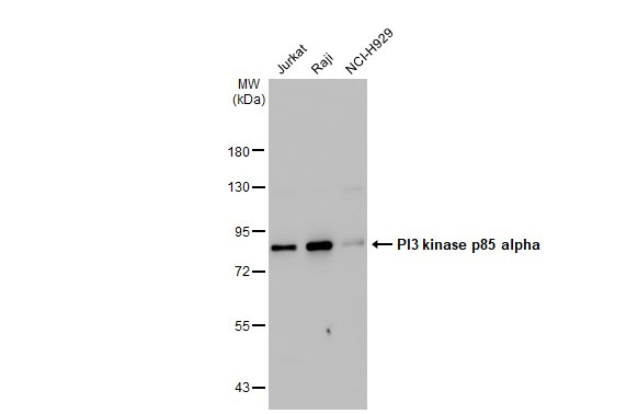 PI3K p85 alpha Antibody in Western Blot (WB)