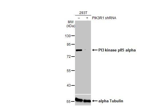 PI3K p85 alpha Antibody in Western Blot (WB)