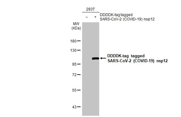 SARS-CoV-2 NSP12 Antibody in Western Blot (WB)