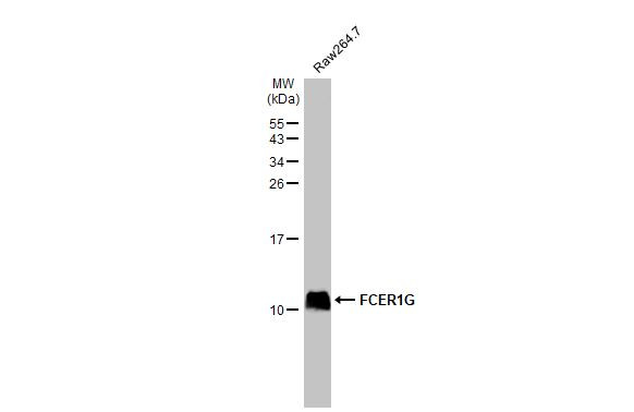 FCER1G Antibody in Western Blot (WB)