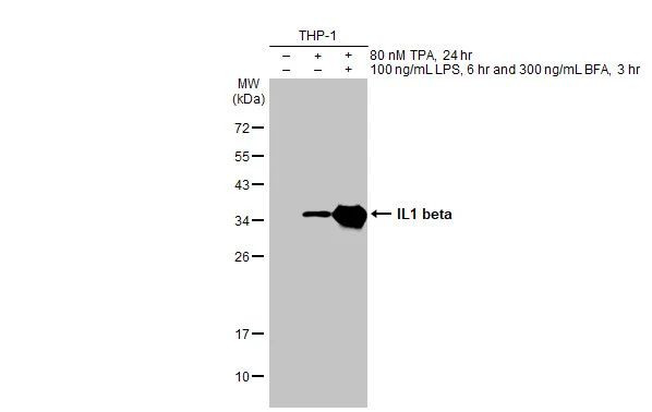 IL-1 beta Antibody in Western Blot (WB)