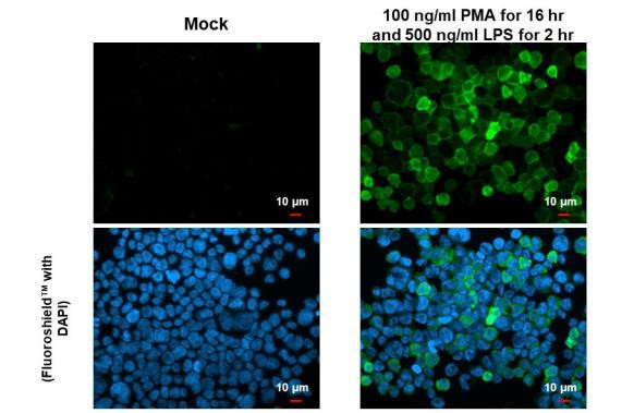 IL-1 beta Antibody in Immunocytochemistry (ICC/IF)