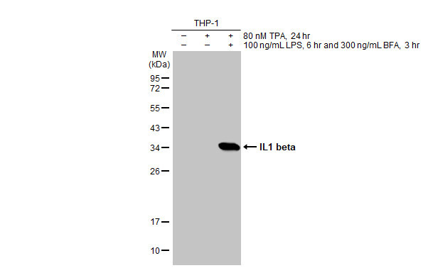 IL-1 beta Antibody in Western Blot (WB)