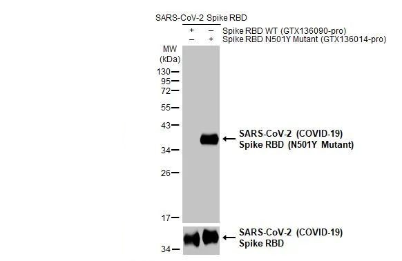 SARS-CoV-2 Spike (N501Y Mutant) Antibody in Western Blot (WB)