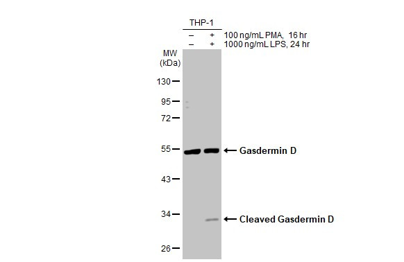 GSDMD Antibody in Western Blot (WB)