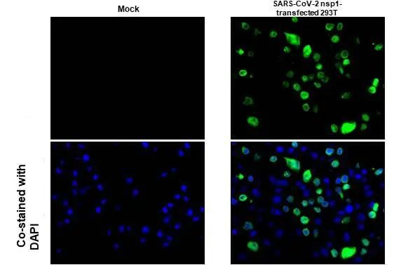 SARS-CoV-2 NSP1 Antibody in Immunocytochemistry (ICC/IF)