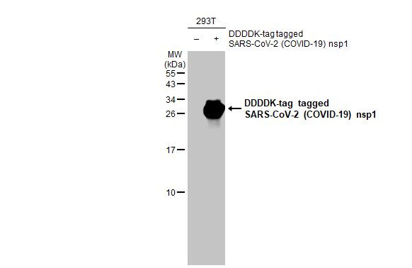 SARS-CoV-2 NSP1 Antibody in Western Blot (WB)