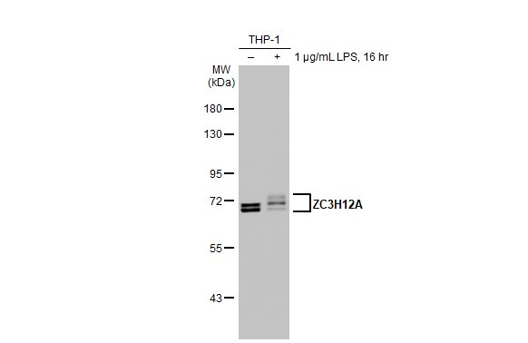 ZC3H12A Antibody in Western Blot (WB)