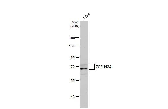 ZC3H12A Antibody in Western Blot (WB)