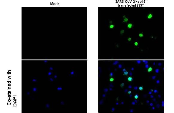 SARS-CoV-2 NSP15 Antibody in Immunocytochemistry (ICC/IF)