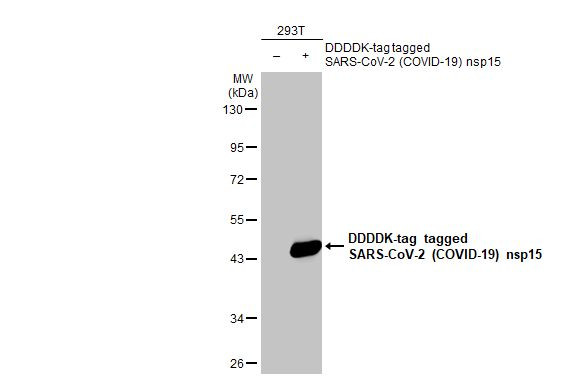 SARS-CoV-2 NSP15 Antibody in Western Blot (WB)