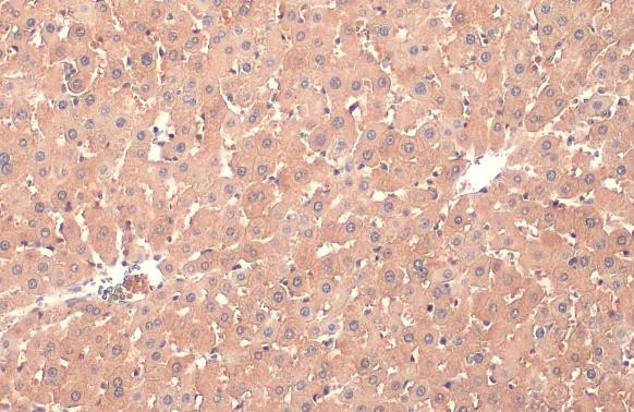 PP2A alpha Antibody in Immunohistochemistry (Paraffin) (IHC (P))