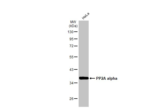 PP2A alpha Antibody in Western Blot (WB)