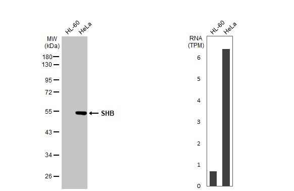 SHB Antibody in Western Blot (WB)