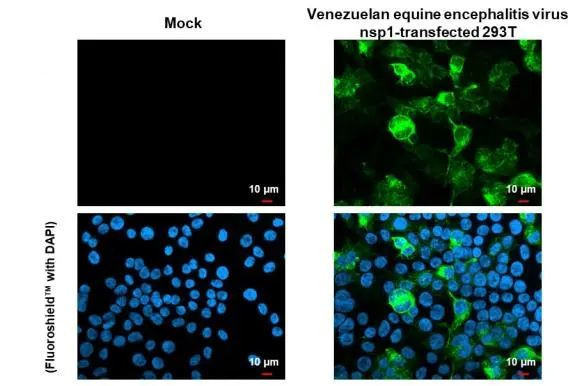 Venezuelan Equine Encephalitis Virus NSP1 Antibody in Immunocytochemistry (ICC/IF)