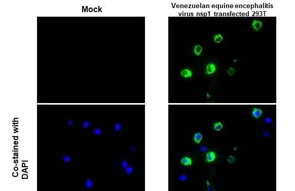 Venezuelan Equine Encephalitis Virus NSP1 Antibody in Immunocytochemistry (ICC/IF)