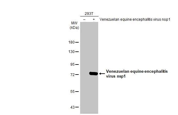 Venezuelan Equine Encephalitis Virus NSP1 Antibody in Western Blot (WB)