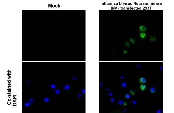 Influenza B NA Antibody in Immunocytochemistry (ICC/IF)