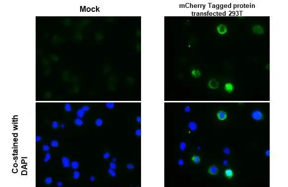 mCherry Antibody in Immunocytochemistry (ICC/IF)