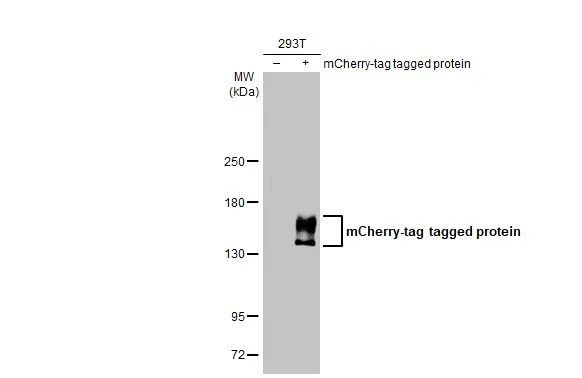 mCherry Antibody in Western Blot (WB)