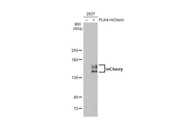 mCherry Antibody in Western Blot (WB)