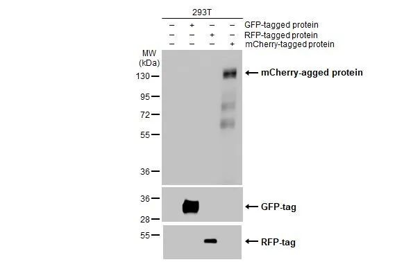 mCherry Antibody in Western Blot (WB)