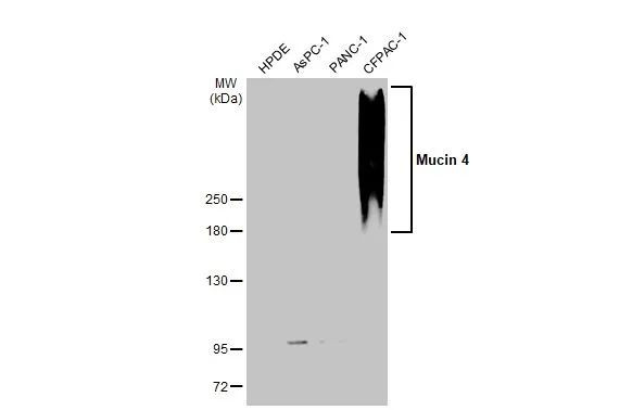 MUC4 Antibody in Western Blot (WB)