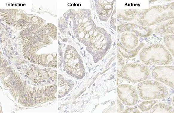 TOMM20 Antibody in Immunohistochemistry (Paraffin) (IHC (P))