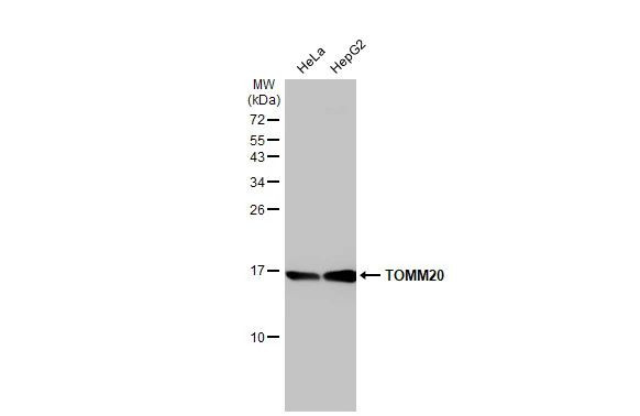 TOMM20 Antibody in Western Blot (WB)