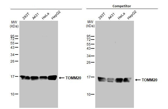 TOMM20 Antibody in Western Blot (WB)