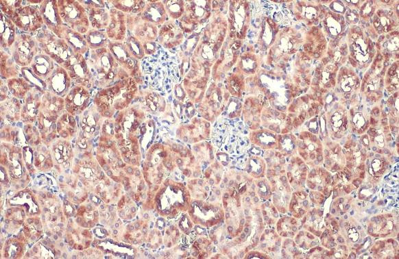 TOMM20 Antibody in Immunohistochemistry (Paraffin) (IHC (P))