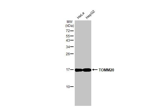 TOMM20 Antibody in Western Blot (WB)