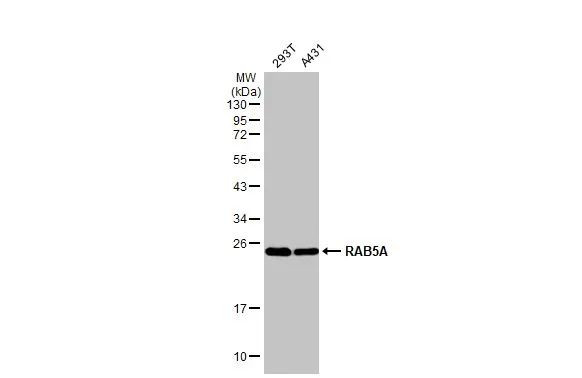 RAB5 Antibody in Western Blot (WB)