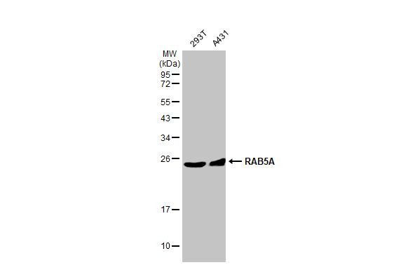 RAB5 Antibody in Western Blot (WB)