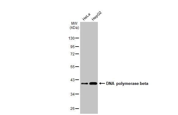 POLB Antibody in Western Blot (WB)