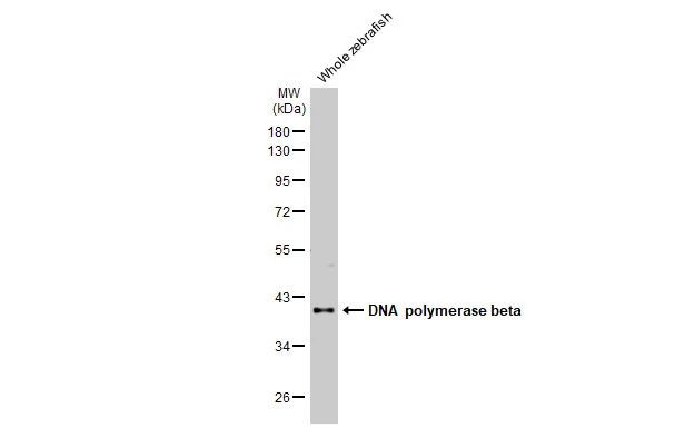 POLB Antibody in Western Blot (WB)