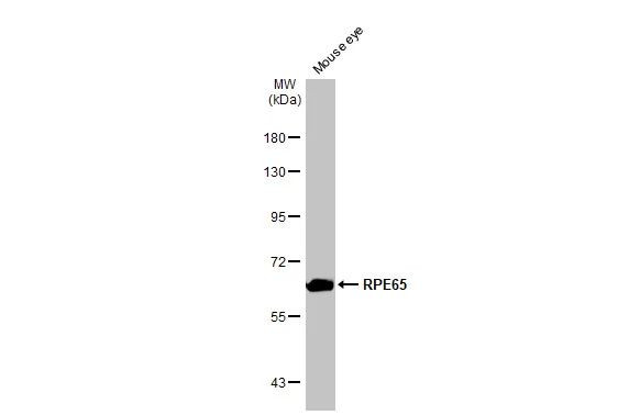 RPE65 Antibody in Western Blot (WB)