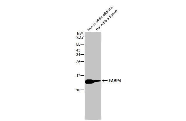 FABP4 Antibody in Western Blot (WB)