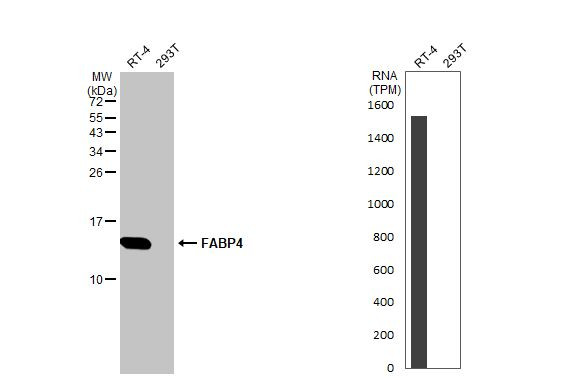 FABP4 Antibody in Western Blot (WB)