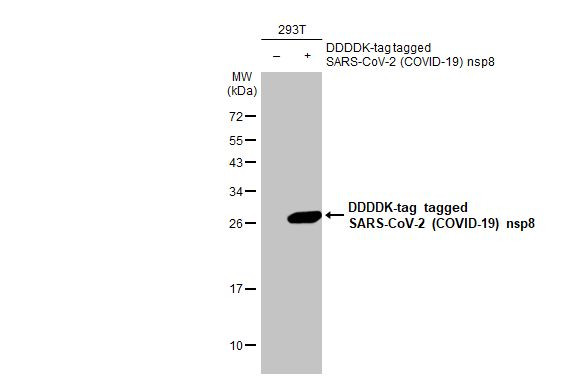 SARS-CoV-2 NSP8 Antibody in Western Blot (WB)