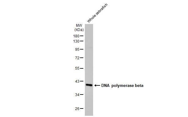 POLB Antibody in Western Blot (WB)